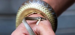 Basic First Aid Online Course - Section Six (Snakebite)
